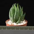 Haworthia papillosa