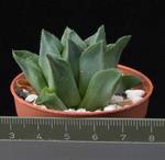 Haworthia triebneriana