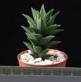 Haworthia viscosa