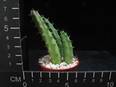 Huernia schneideriana