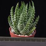 Haworthia maxima