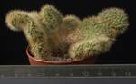 Hildewinteria aureispina f.cristata