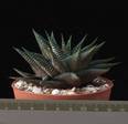Haworthia limifolia 8,5