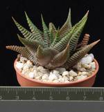 Haworthia limifolia