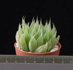 Haworthia reticulata