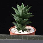 Haworthia viscosa