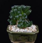 Haworthia maughanii