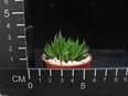 Haworthia zantneriana