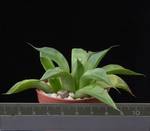 Haworthia cooperi viridis