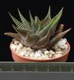 Haworthia limifolia