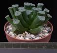 Haworthia maughanii