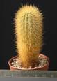 Haageocereus chosicensis