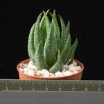 Haworthia papillosa