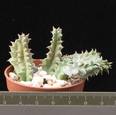 Huernia confusa