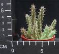Huernia schneideriana
