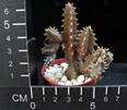 Huernia sp.