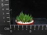 Haworthia zantneriana