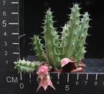 Huernia macrocarpa