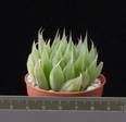 Haworthia reticulata