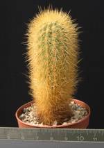 Haageocereus chosicensis