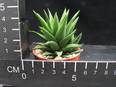 Haworthia pungens