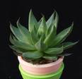 Haworthia zantneriana