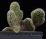 Hildewinteria aureispina cristata