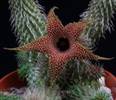 Huernia mix seme