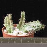 Huernia confusa