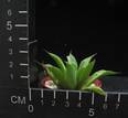 Haworthia retusa cv. Green Star