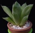 Haworthia incurvula