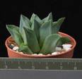 Haworthia triebneriana