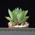 Haworthia incurvula