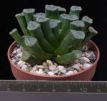 Haworthia maughanii
