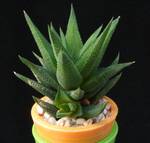 Haworthia glauca