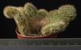 Hildewinteria aureispina f.cristata