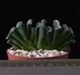 Haworthia truncata