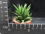 Haworthia pungens