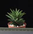 Haworthia tortuosa