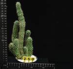 Hoodia gordonii