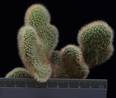 Hildewinteria aureispina cristata