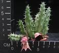 Huernia macrocarpa