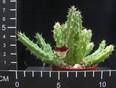 Huernia keniensis