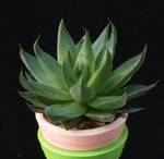 Haworthia zantneriana