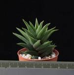 Haworthia tortuosa