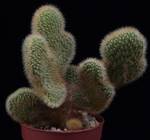 Hildewinteria aureispina cristata