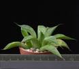 Haworthia cooperi viridis