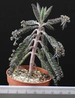 Kalanchoe daigremontana