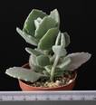 Kalanchoe millotii