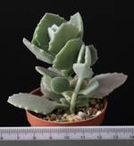 Kalanchoe millotii